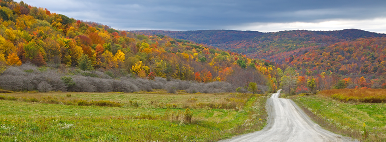 View of beautiful trees in the fall