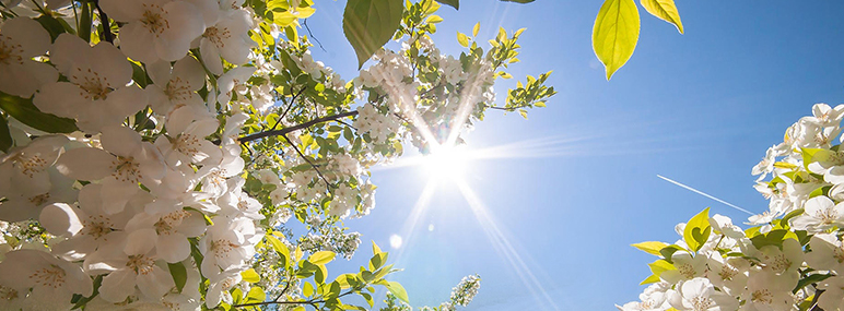 View of beautiful blossoms in the spring