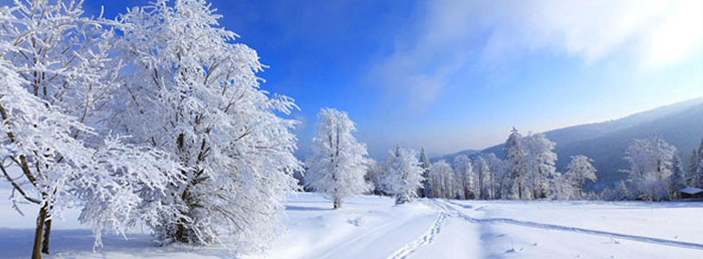 View of beautiful trees in the winter